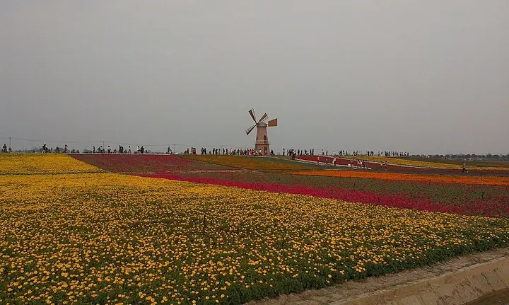Flower fields in Baohe District, Hefei.