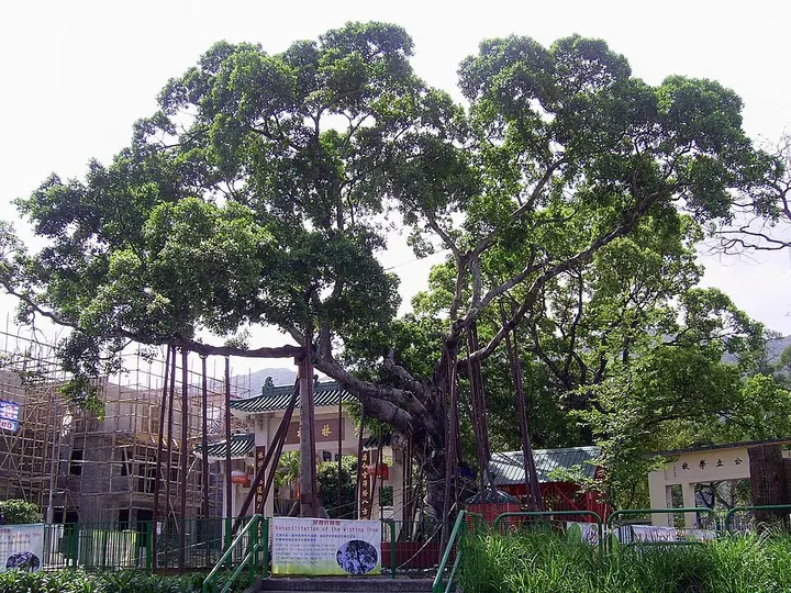 One of the Lam Tsuen Wishing Trees, photographed in 2008 · 林村许愿树（2008年）