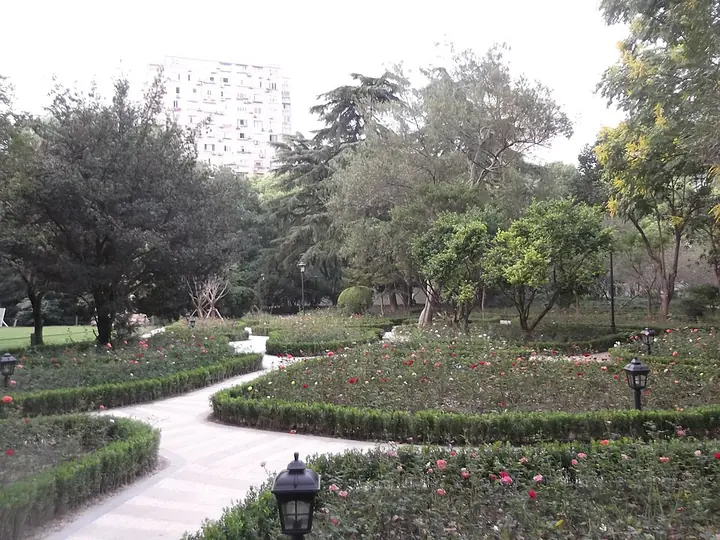 Rose beds and paths in Zhongshan Park, Shanghai · 上海中山公园玫瑰花圃