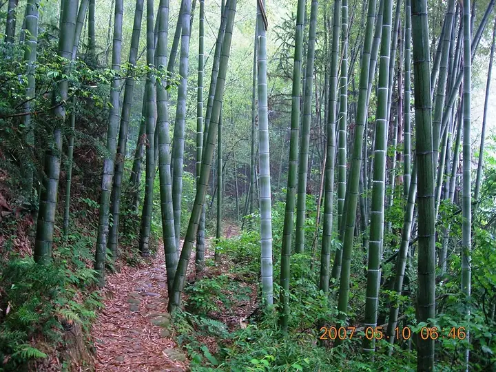 A path through bamboo woodland in Huoshan County, Anhui. Photo: Taken on 10 May 2007.