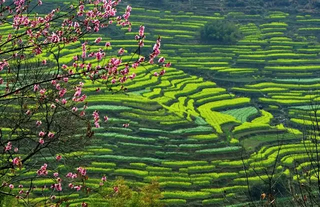 Flowering terraces at Huangling in Wuyuan County, Jiangxi. Photo: 2016-02-26.