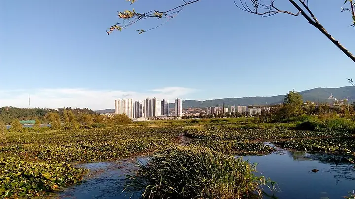 Wetland vegetation and the Dali cityscape beside Erhai Lake. Photo: 2016-07-26 18:32:10.