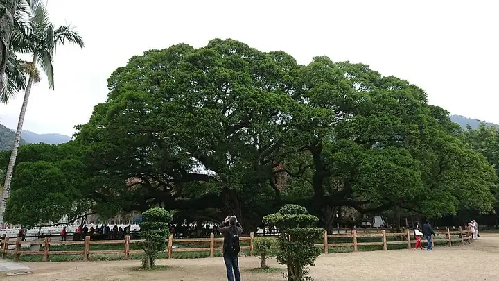 Banyan King in Fuzhou National Forest Park · 福州国家森林公园千年古榕