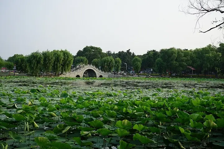Stone bridge and lotus lake in Nanhu Park, Changchun · 长春南湖公园石桥与荷塘