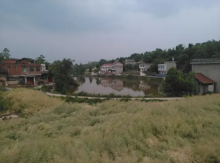 Houses and a pond beside fields in Zizhong County.