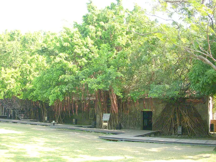 Banyan roots over the former Tait and Company warehouse at Anping Tree House