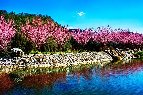 Cherry blossoms at Wuling Farm in Heping, Taichung