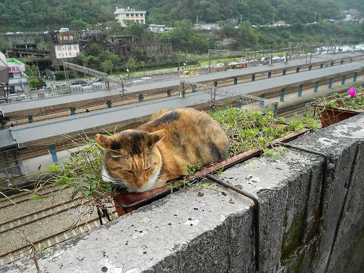 A cat beside the railway-station viewpoint in Houtong