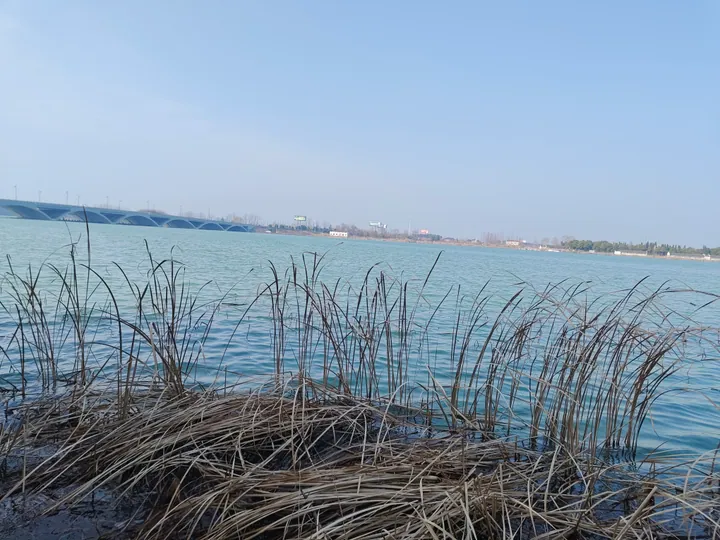 Lake view with reeds in the foreground and a bridge on the far shore