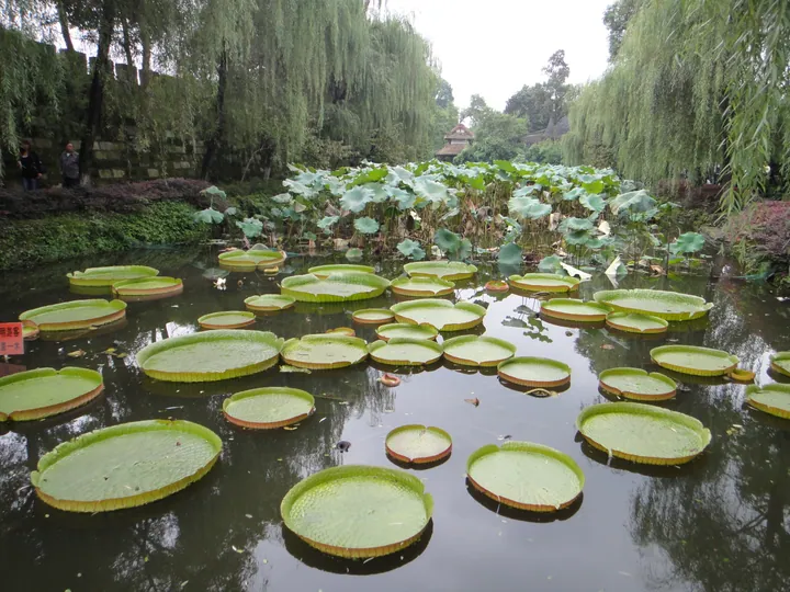 Large round lily pads floating on a willow-lined pond