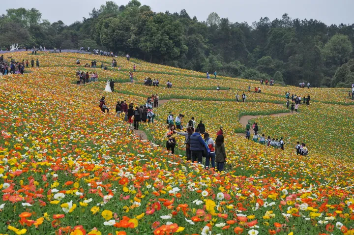 Colorful tulip flower field with visitors at Shixiang Lake