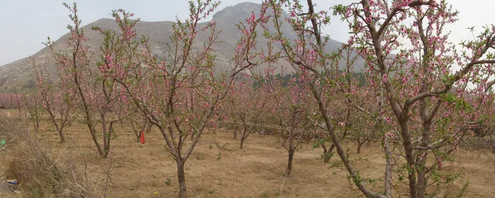 Blossoming peach trees in an orchard with a hill in the background, Shunping County