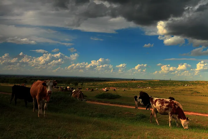 Cattle grazing in a grassy pasture under a dramatic sky