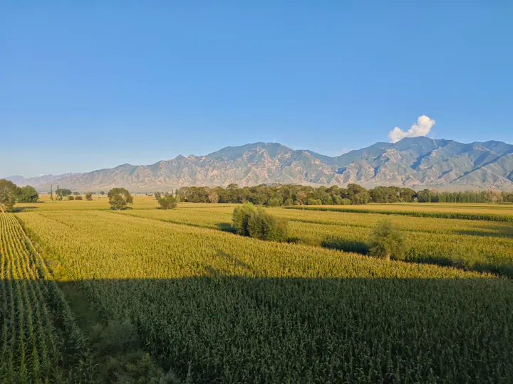Cornfields with the Hengshan mountains rising in the background under a blue sky