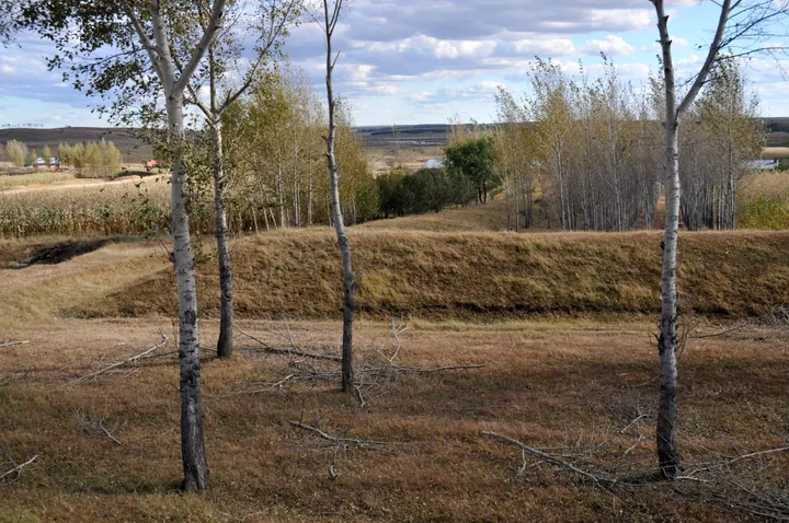 A grassy earthen rampart among birch trees, part of the Jin Great Wall border forts, Arun Banner