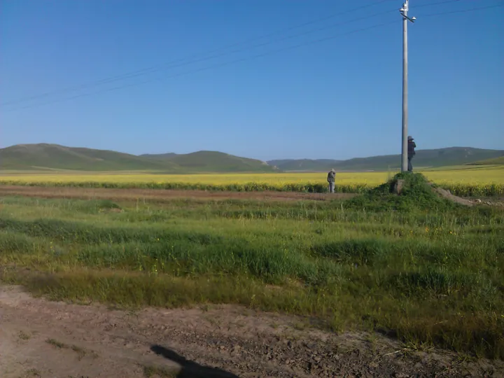 Yellow flowering fields with green hills in the background