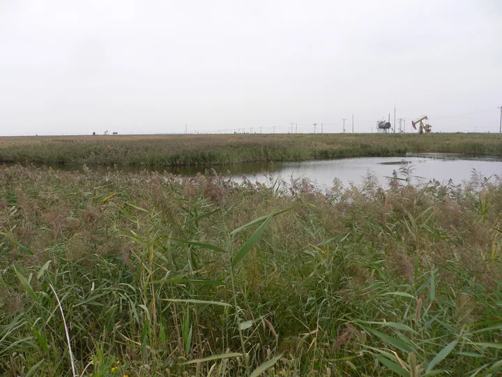 Wetland reeds beside a pond in Panshan County, Panjin
