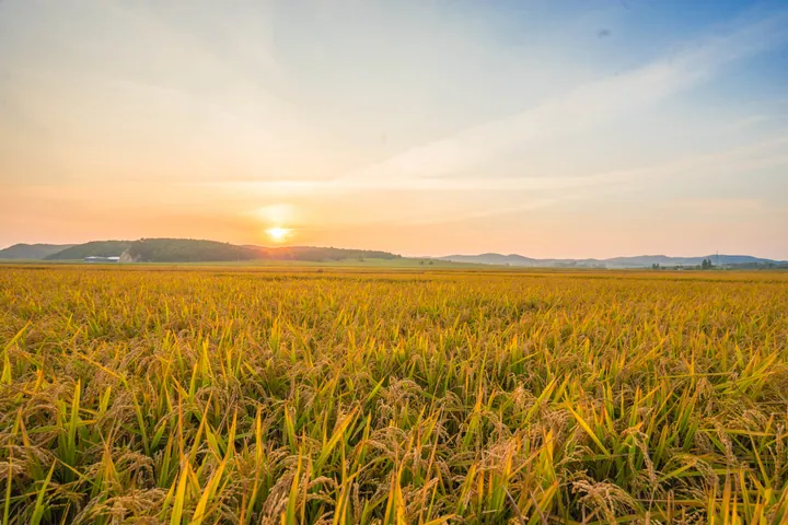 Golden rice paddies stretching to the horizon under a setting sun