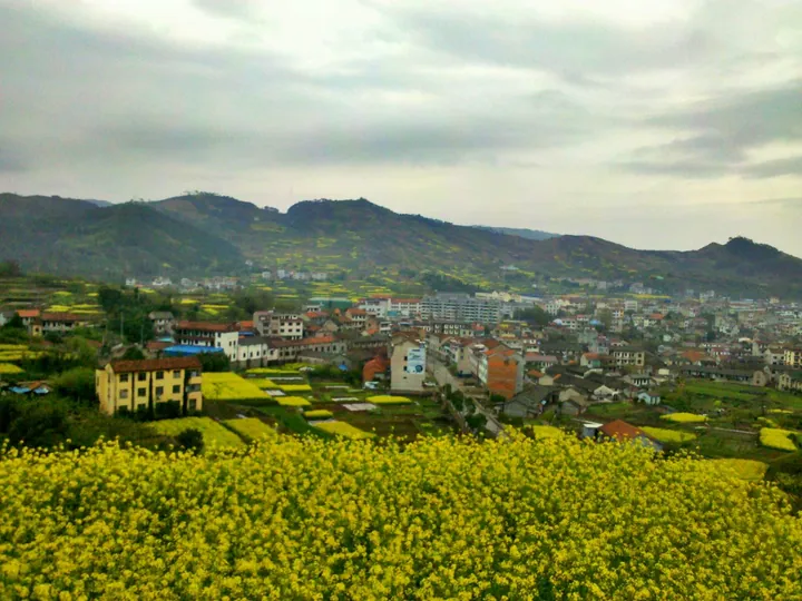 Rapeseed fields and the town of Jingling, Xinchang County