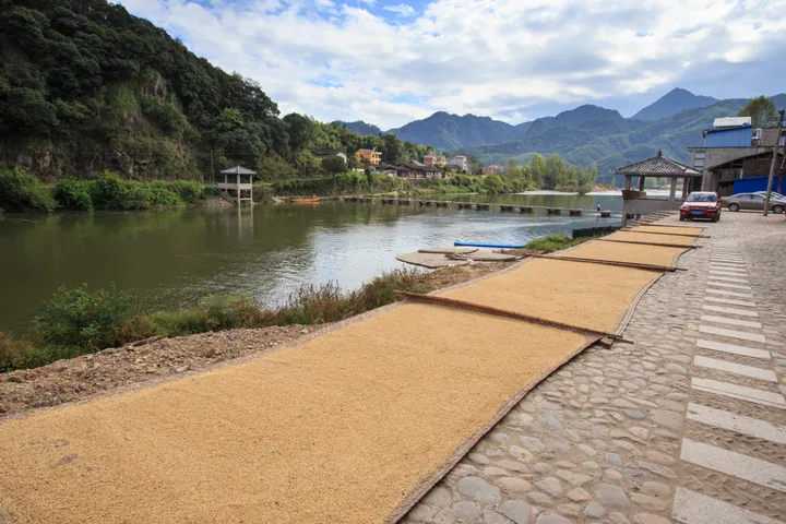 Grain drying on mats along a riverbank with hills and a village in the background in Pucheng County