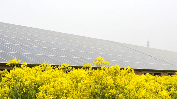 Yellow rapeseed flowers beside solar panels in Neihuang County