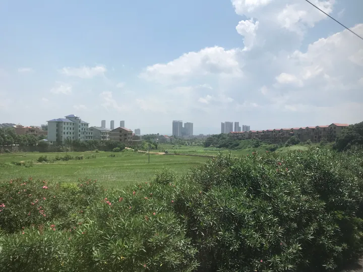 Paddy fields with residential and high-rise buildings in the distance in Chaling County