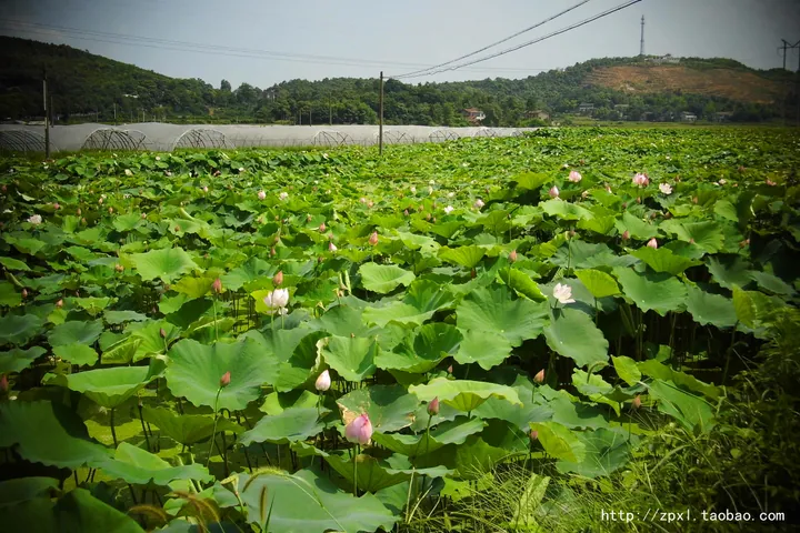 Blooming pink lotus flowers in a green field near hills in Xiangtan County