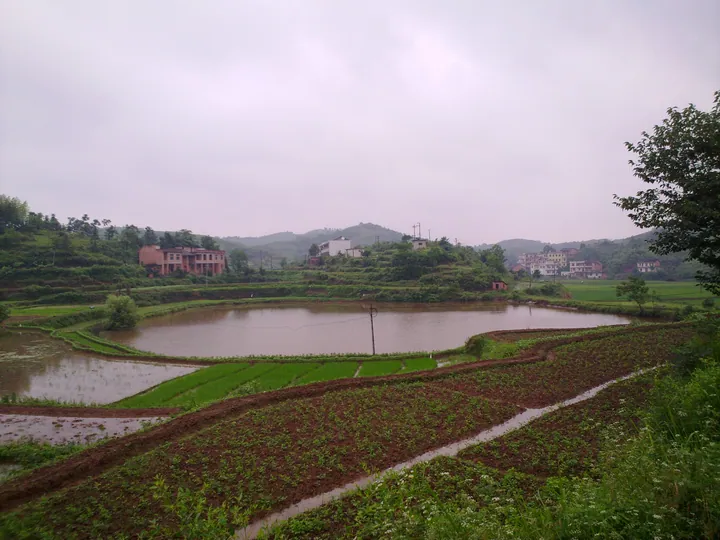 Rice paddies and a pond with rural houses in Hengnan County