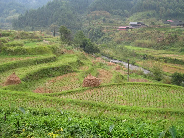 Terraced rice fields with a village, Suining County