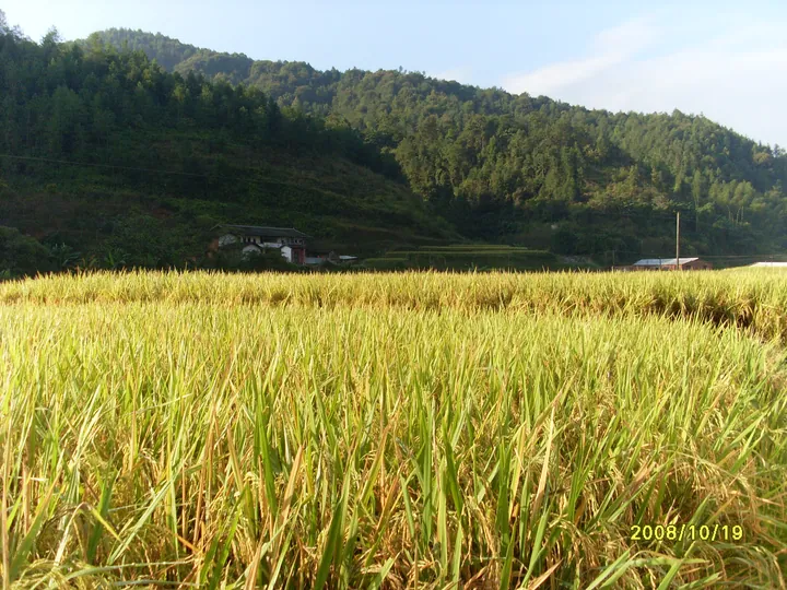 A field of golden ripe rice in front of a farmhouse and a forested hill