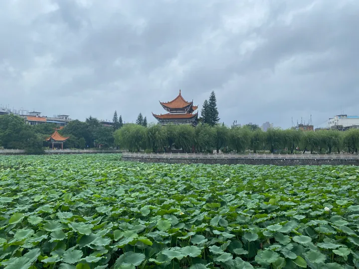 Lotus pond at Lianhu Park, Guangnan County