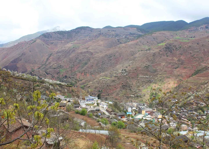 A small town in a terraced valley with spring blossoms in the foreground in Lanping County