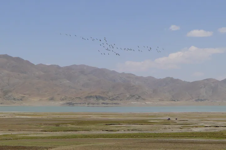 Flock of black-necked cranes flying above a highland lake and mountains in Ngamring County