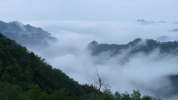 Forested mountain ridges rising above a sea of clouds