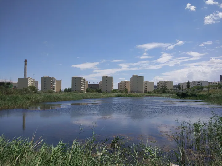 A wetland park with reeds and apartment buildings in Yumen City
