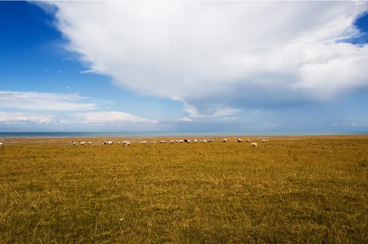 A flock of sheep grazing on golden grassland with a lake and blue sky beyond