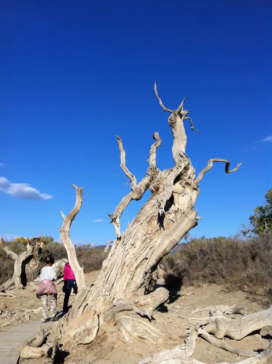 Gnarled pale tree trunks against a blue sky at a desert poplar reserve near Xayar County