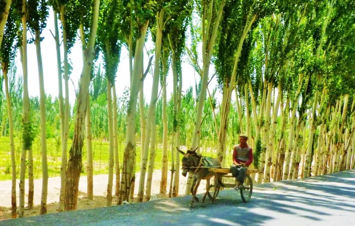 A donkey cart on a poplar-lined rural road in Poskam County, Xinjiang