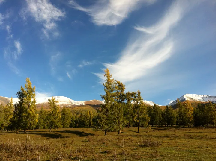 Trees on a grassy meadow with mountains in Habahe County