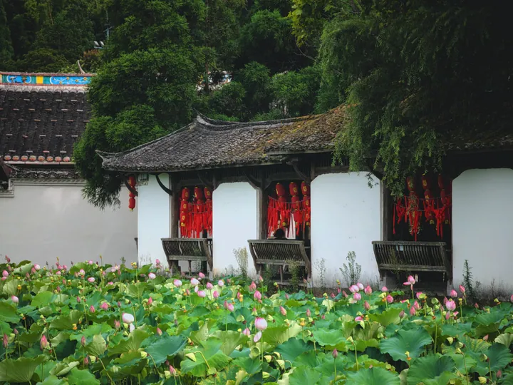Lotus pond in front of a traditional wooden corridor pavilion