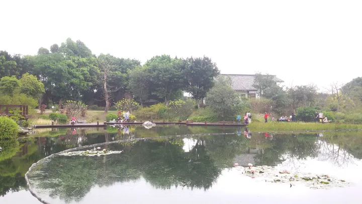 Still wetland pond with lily pads, reflecting trees and a building
