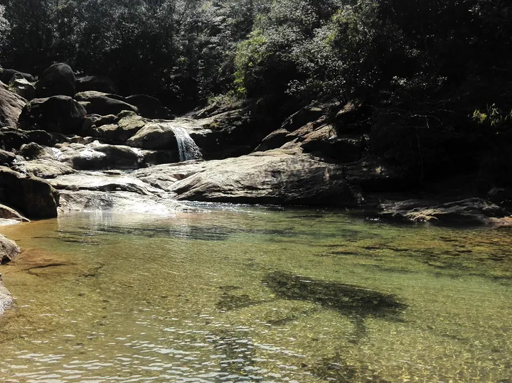 Clear rocky stream flowing over a small waterfall in a forested gorge