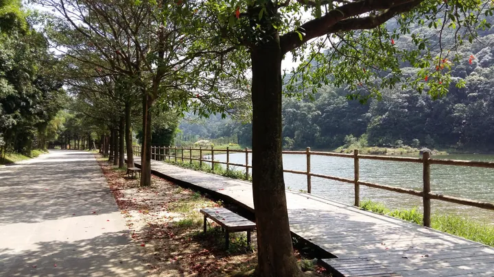Wooden boardwalk beside a forest lake at Shimen National Forest Park