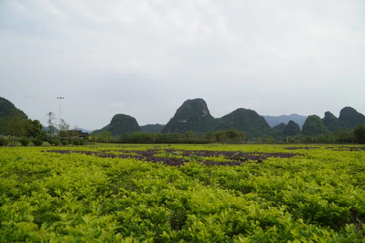 Row of pointed karst peaks behind green farm fields