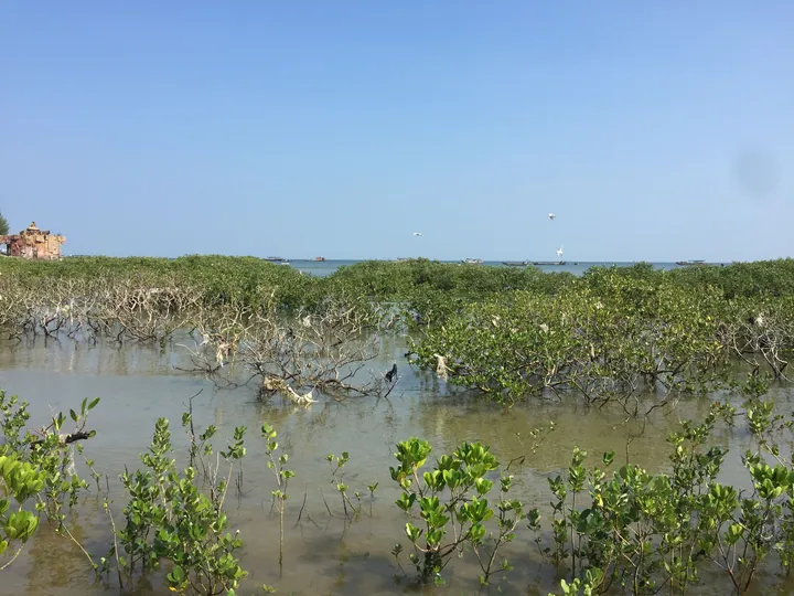 Green mangrove trees standing in shallow coastal water with boats in the distance
