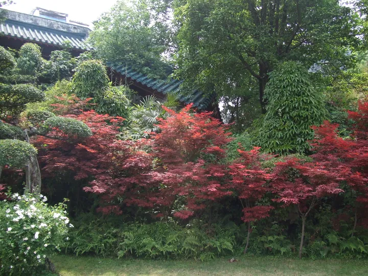 Garden corner with red-leaved maple bushes and a glimpse of a tiled pavilion roof