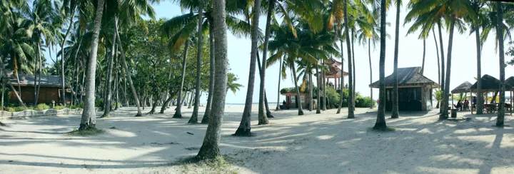 Sandy path lined with tall coconut palms at Dongjiao Coconut Grove