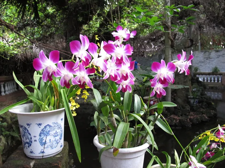 Purple and white orchid blooms in pots within a garden setting