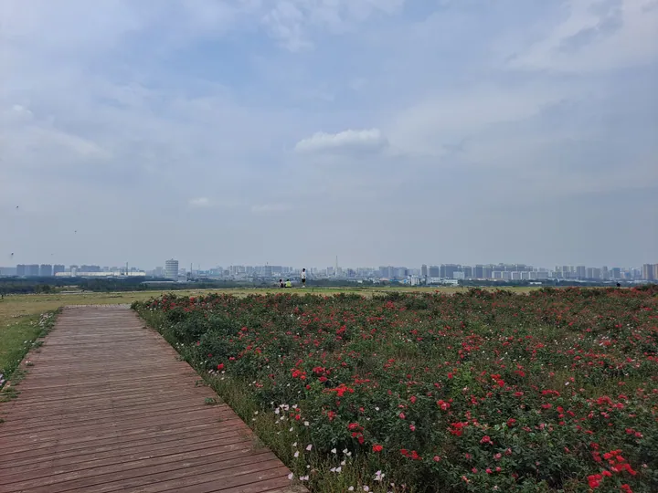 Boardwalk path beside a flowering rose field with the Handan skyline in the distance