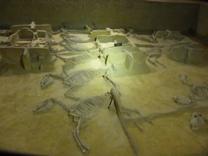 In-situ horse and chariot burial pits displayed inside the museum hall